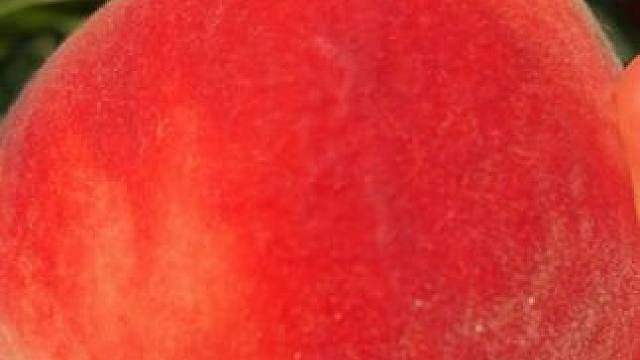 突然就特别能理解猴哥进桃园时的那种心情了