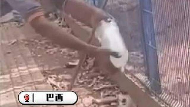 喂水时遭蜥蜴快速袭击 巴西一男子失去部分手指
