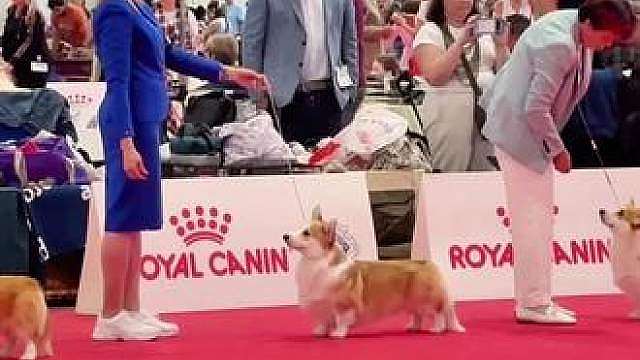 世界杯犬展 出口乌克兰的男孩“哈雷”
多乐和罗拉的儿子，
历史成绩：
6个国家冠军
欧洲杯正赛PBOB，
欧洲赛事Open BIS1 BIS2 ，
欧洲赛事JBIS1 JBIS2 JBIS3
这次意大利世界杯正赛
Open组第二名，