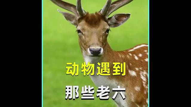 #搞笑片1秒能把人笑吐血 #青年创作者成长计划#搞笑日常#动物的迷惑行为#沙雕动物