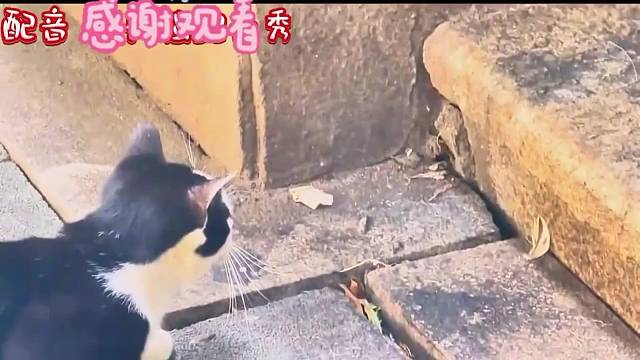 哈哈，好玩。