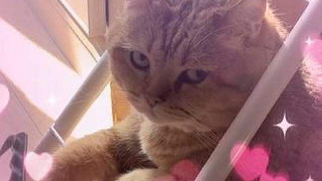 猫：鸭头，怎么了