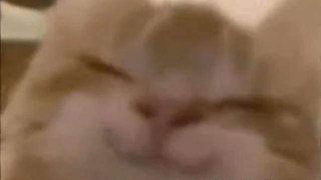 蜥蜴：也是低山臭水遇知音了