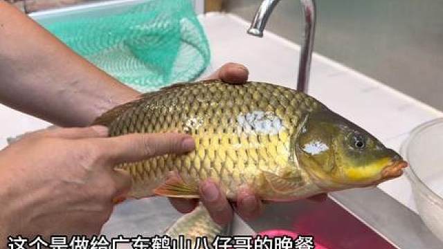 今晚和广东鹤山八仔哥的晚餐，青竹加黄肉鲤鱼，切双飞 肉片 鱼扣 肾花 木马咔，简简单单又一餐