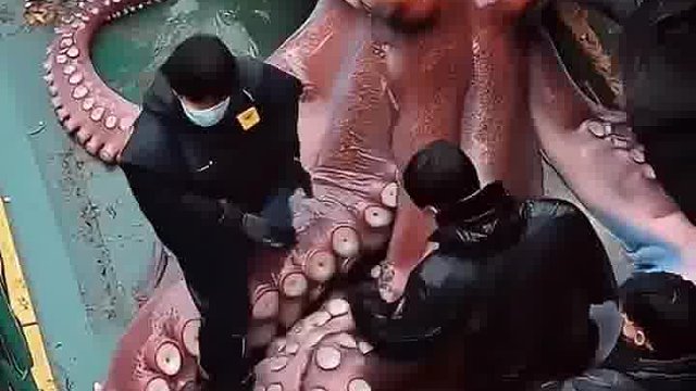 这也太大了