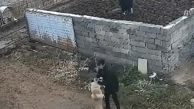 正愁没狗肉吃，送上门了