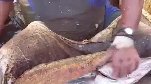 印度清理鱼