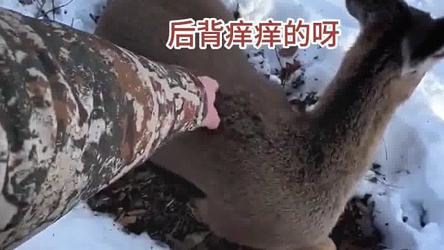 傻狍子为什么带个傻字