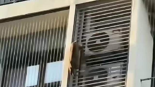 不得不说，狸花猫的压迫感非常强