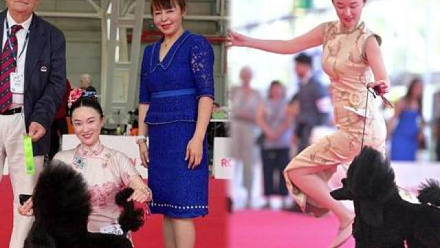霍思燕不演戏去遛狗？带中国繁育犬杀进世界杯前三！穿旗袍领奖太给国人长脸