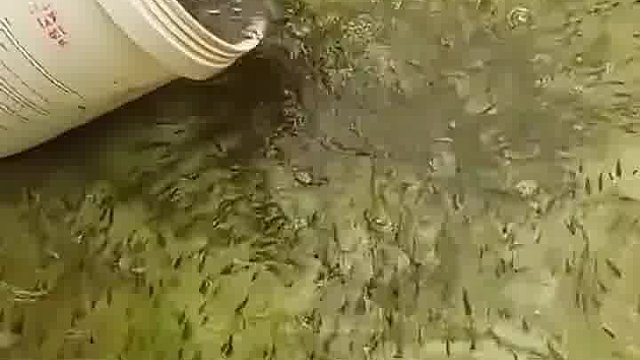 楼顶都能养鱼了！