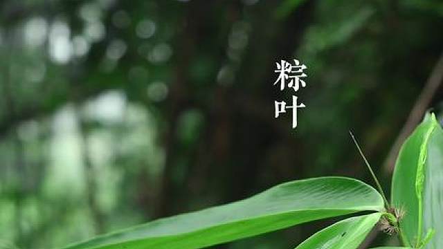 甜党咸党都流泪的甜咸双拼粽