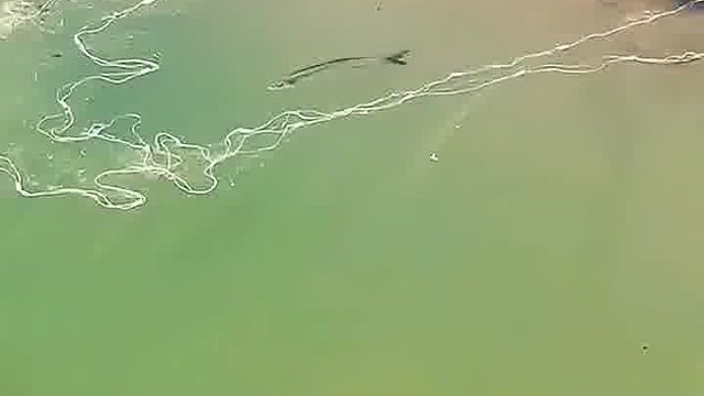 这鱼智商可真高