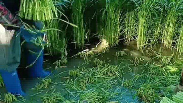 空心菜还有长在田里的啊，看来我真的落后了