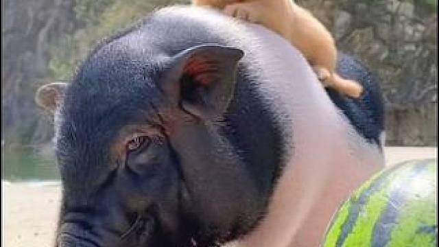 猪八戒吃西瓜 猪八戒吃西瓜