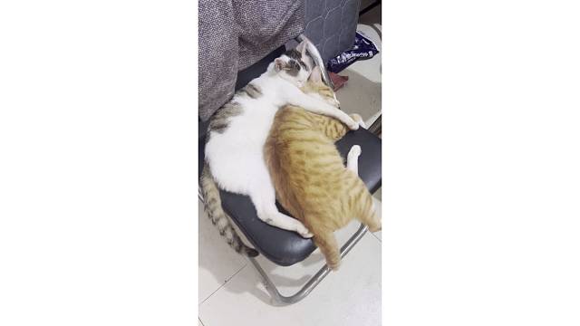 如胶似漆