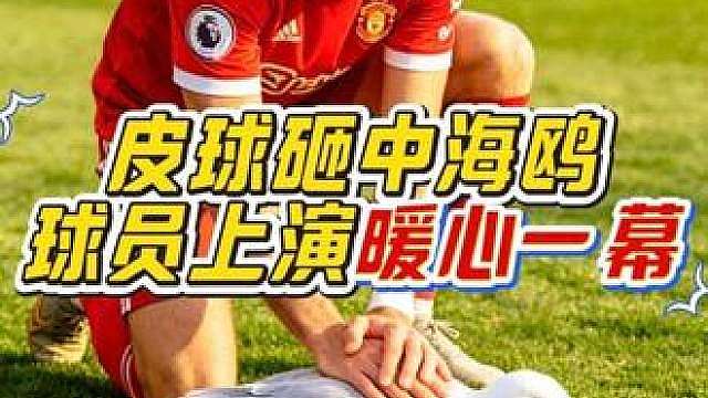 “球场暖心瞬间！海鸥意外被足球砸中，球员们立马停下比赛，展开救援！”