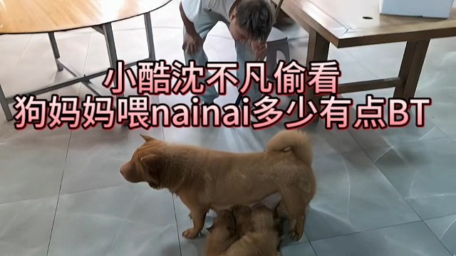小酷沈不凡偷看狗妈妈喂nainai，多少有点BT