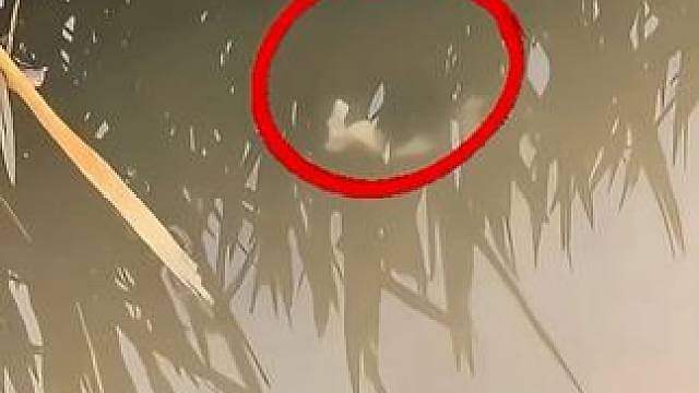 第一次看到过这种生物 第一次看到过这种生物