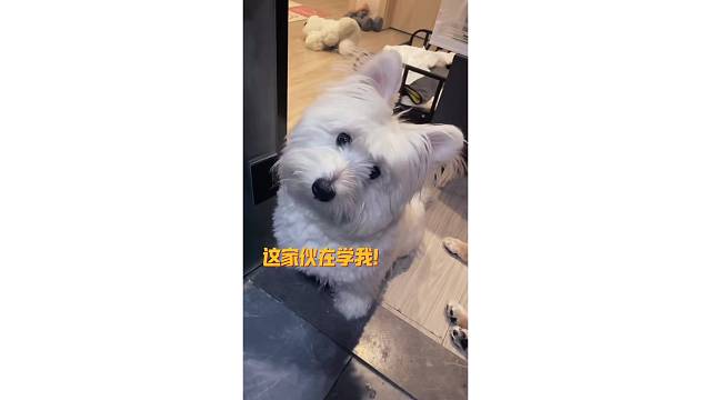 ️萌萌哒