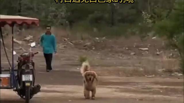 #萌宠解说#萌宠来袭#萌宠搞笑