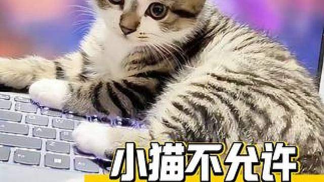 小猫真的好像一个渴望被关注的小宝宝啊