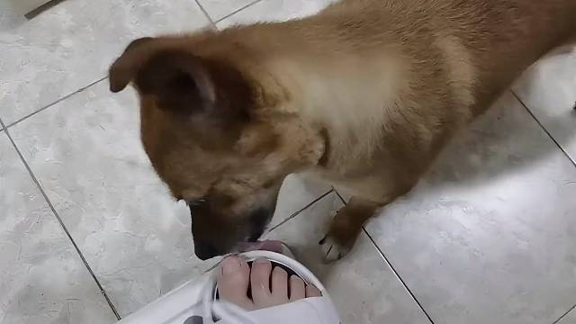 动物的奇怪行为