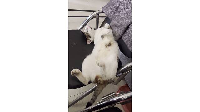 不敢恭维