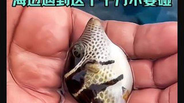 海边遇到这个东西千万不要碰！