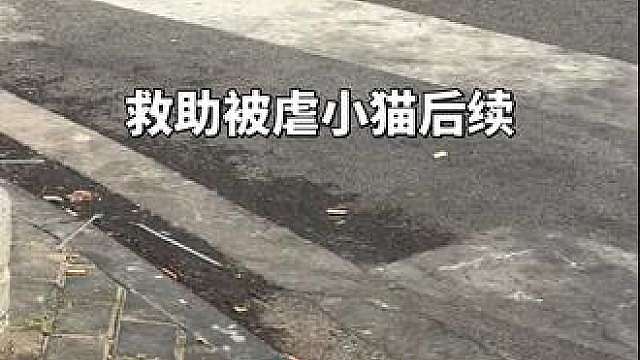 希望我们能有能力支撑起猫咪的求生欲