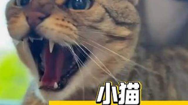 原来小猫咪真的会叫“曼波”