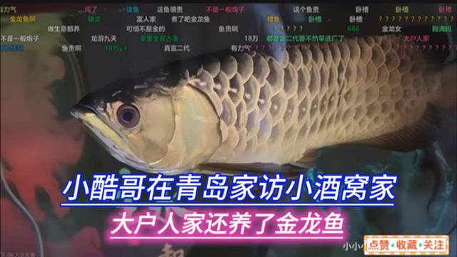 小酷哥在青岛家访小酒窝家，大户人家还养了金龙鱼。