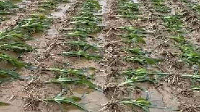 一场大雨直接回到解放前 一场大雨直接回到解放前