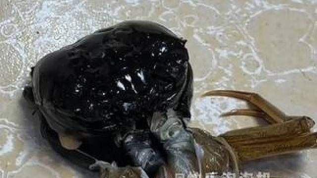 螃蟹：我以为你是好心 结果你竟然这么对我