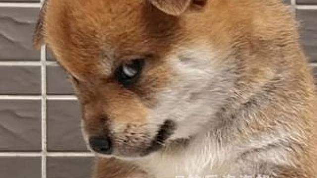 狗：我已变成高敏狗格