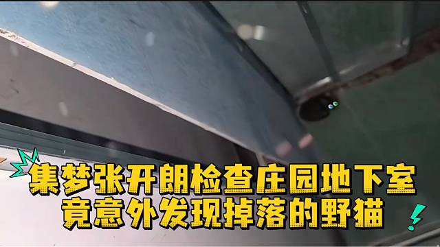 集梦张开朗检查庄园地下室竟意外发现掉落的野猫