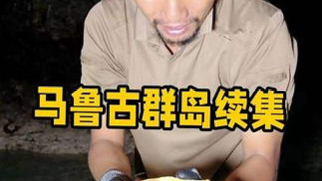 马鲁古群岛续集3 岛上迎来罕见大退潮，海边邂逅各式各样奇特海洋生物！