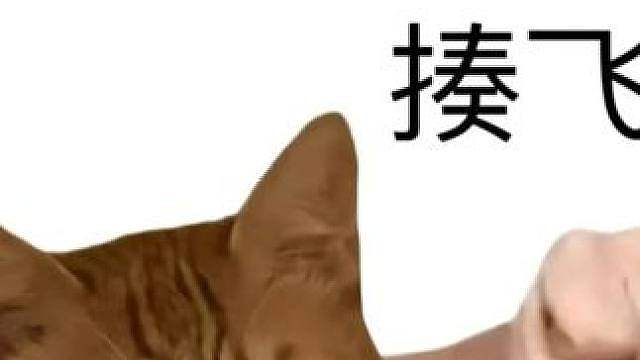 白额高脚蛛：你们这群双标的人类