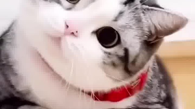 人比猫萌