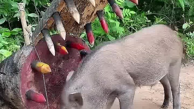 男子自制抓野猪陷阱