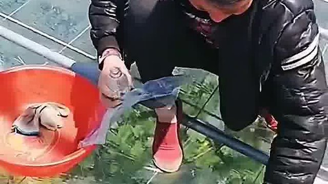 给大棚补窟窿，涨见识了