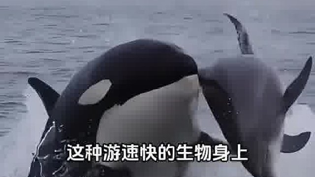 船在海上航行速度辣么快，为什么还会成为藤壶的寄生目标？