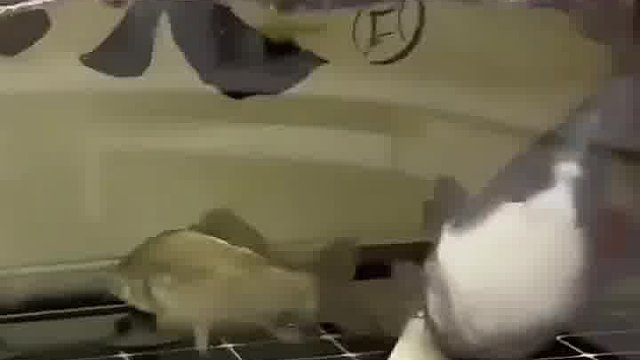 这是啥鱼啊