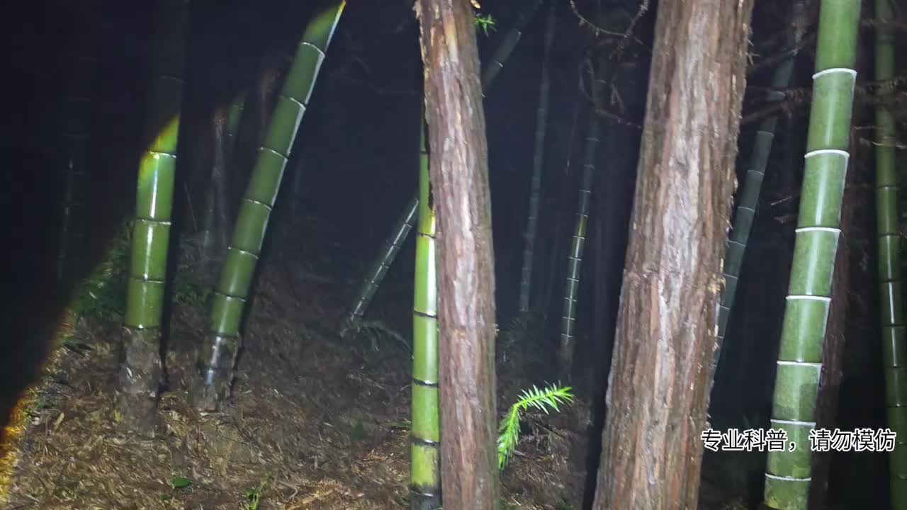 巨型尖吻腹！