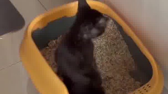 这石有力气