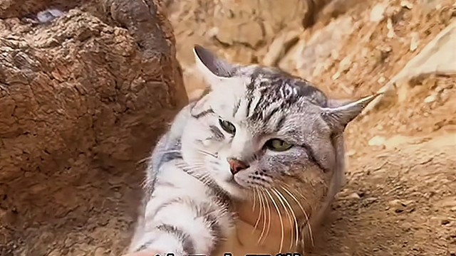 小猫咪