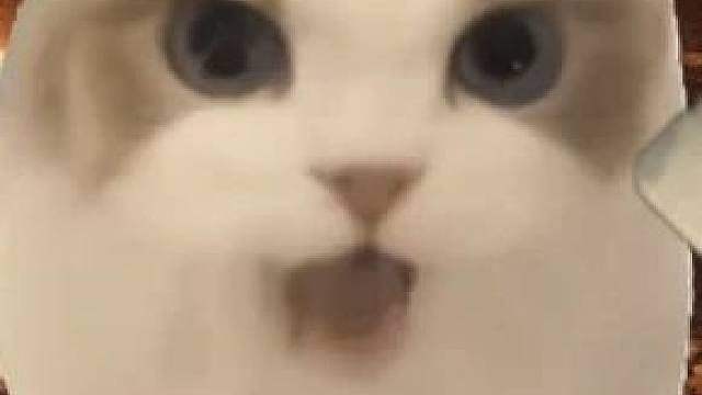 你会选择刀哥吗？