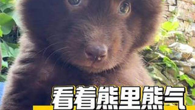 什么，这只熊是你家狗？ Cr：壮壮土松