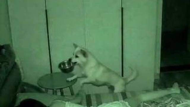 狗：几点了还不开饭