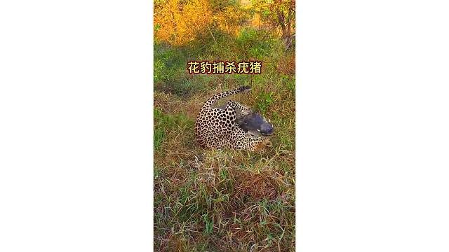 花豹捕杀疣猪｜小花豹调皮捣蛋！